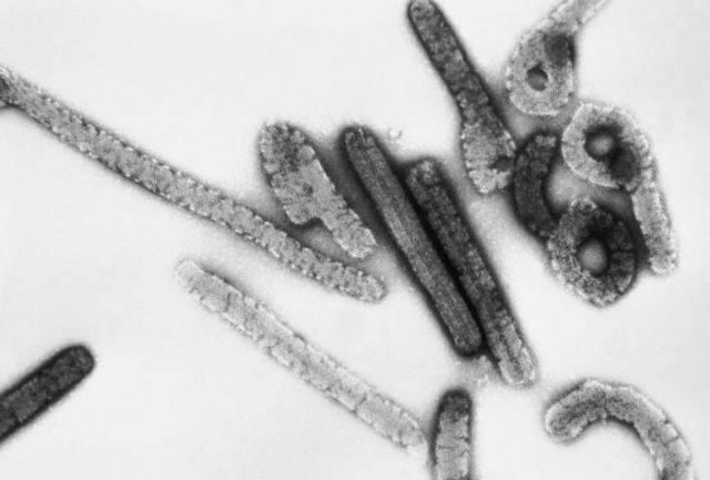 ΟΗΕ: Οκτώ γνωστοί και άγνωστοι ιοί που απειλούν με επιδημίες