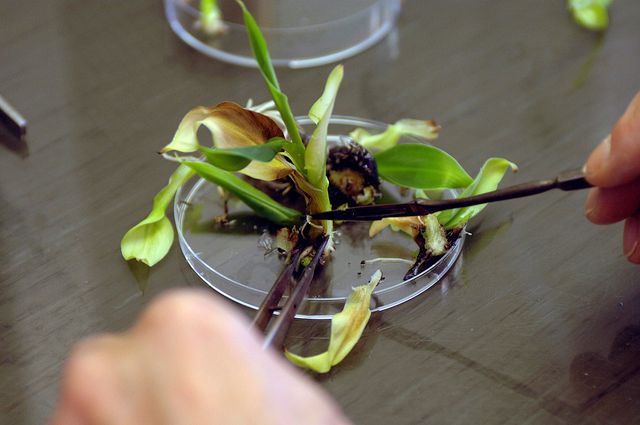 ΕΕ: Σε νομικά γκρίζα ζώνη η νέα γενιά «μεταλλαγμένων»