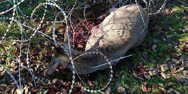 Οι φράχτες για τους πρόσφυγες σκοτώνουν άγρια ζώα