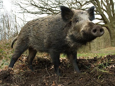 Αγριογούρουνο το έσκασε από σφαγείο και έσωσε τη ζωή του για πάντα