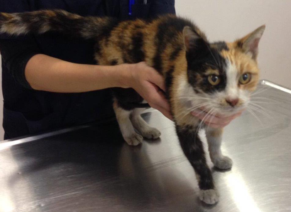 «Διπλωματικό» επεισόδιο για τις γάτες της αμερικανικής πρεσβείας