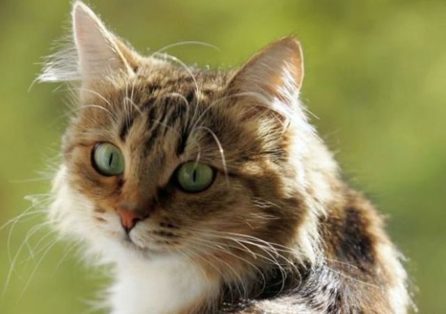 Μια γάτα στη μέση ενός δημοσιογραφικού καβγά Ρωσίας-Πολωνίας