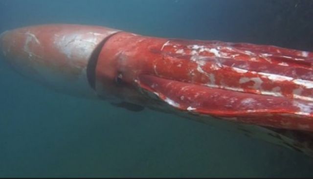 Βίντεο: Γιγάντιο καλαμάρι αναδύεται σε λιμάνι της Ιαπωνίας