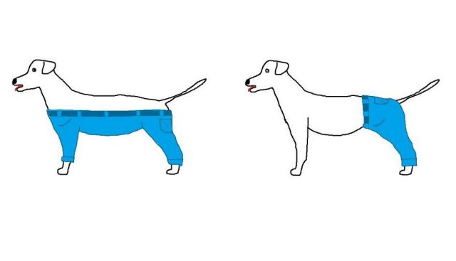 Πώς θα έπρεπε να φορά παντελόνι ένας σκύλος;