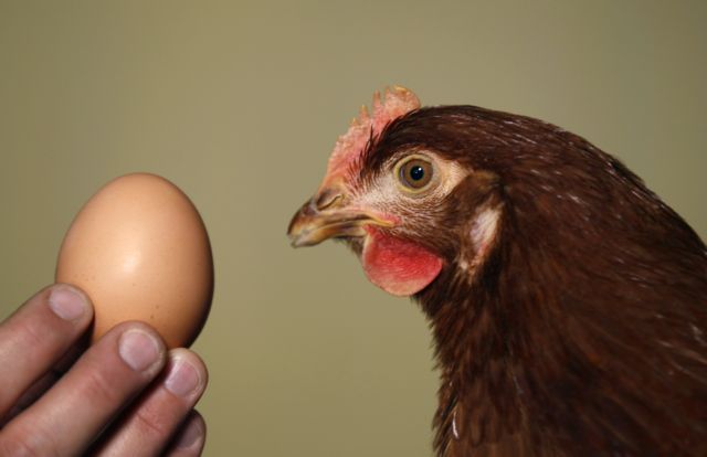 «Μεταλλαγμένη» κότα γεννά φαρμακευτικά αβγά