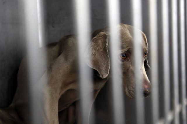 Στα πιο σοβαρά κακουργήματα κατατάσσει το FBI την κακοποίηση ζώων