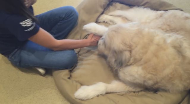 Η δεύτερη ζωή του τετράποδου Ντάφι