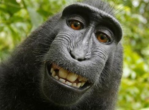 Ο μακάκος δεν δικαιούται πνευματικά δικαιώματα για τη selfie του