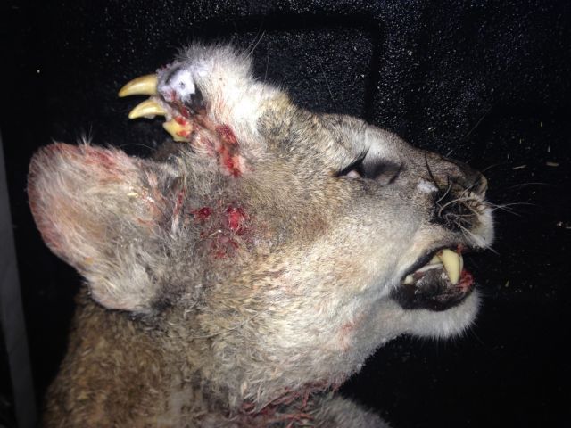 Παραμορφωμένο πούμα είχε δόντια και στο μέτωπο