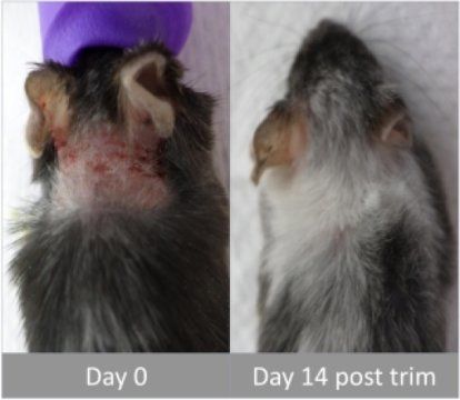 Τα ποντίκια εργαστηρίου χρειάζονται επειγόντως πεντικιούρ