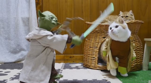 Γάτες σαστίζουν μπροστά στα κόλπα του Yoda
