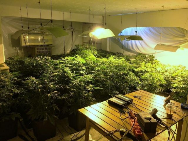 Στο φως δύο φυτώρια υδροπονικής καλλιέργειας δενδρυλλίων χασίς