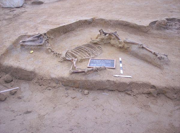 Αλλη μία ταφή αλόγου στην περιοχή του Φαληρικού Δέλτα