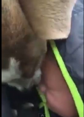 Ο μικρός βρίσκει τον χαμένο σκύλο του και το Διαδίκτυο λιώνει