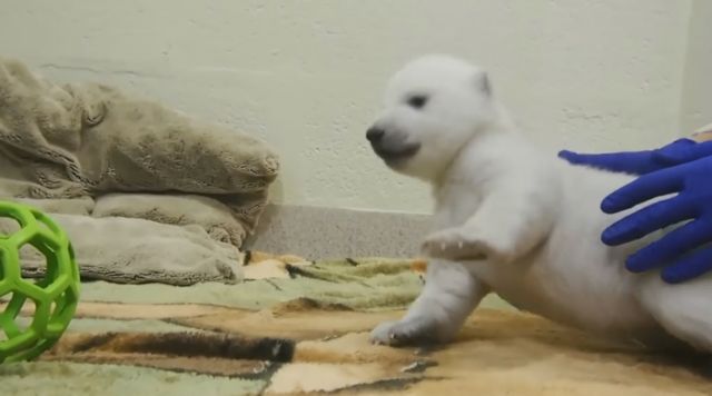 Τα πρώτα δειλά βήματα μίας νεογέννητης πολικής αρκούδας