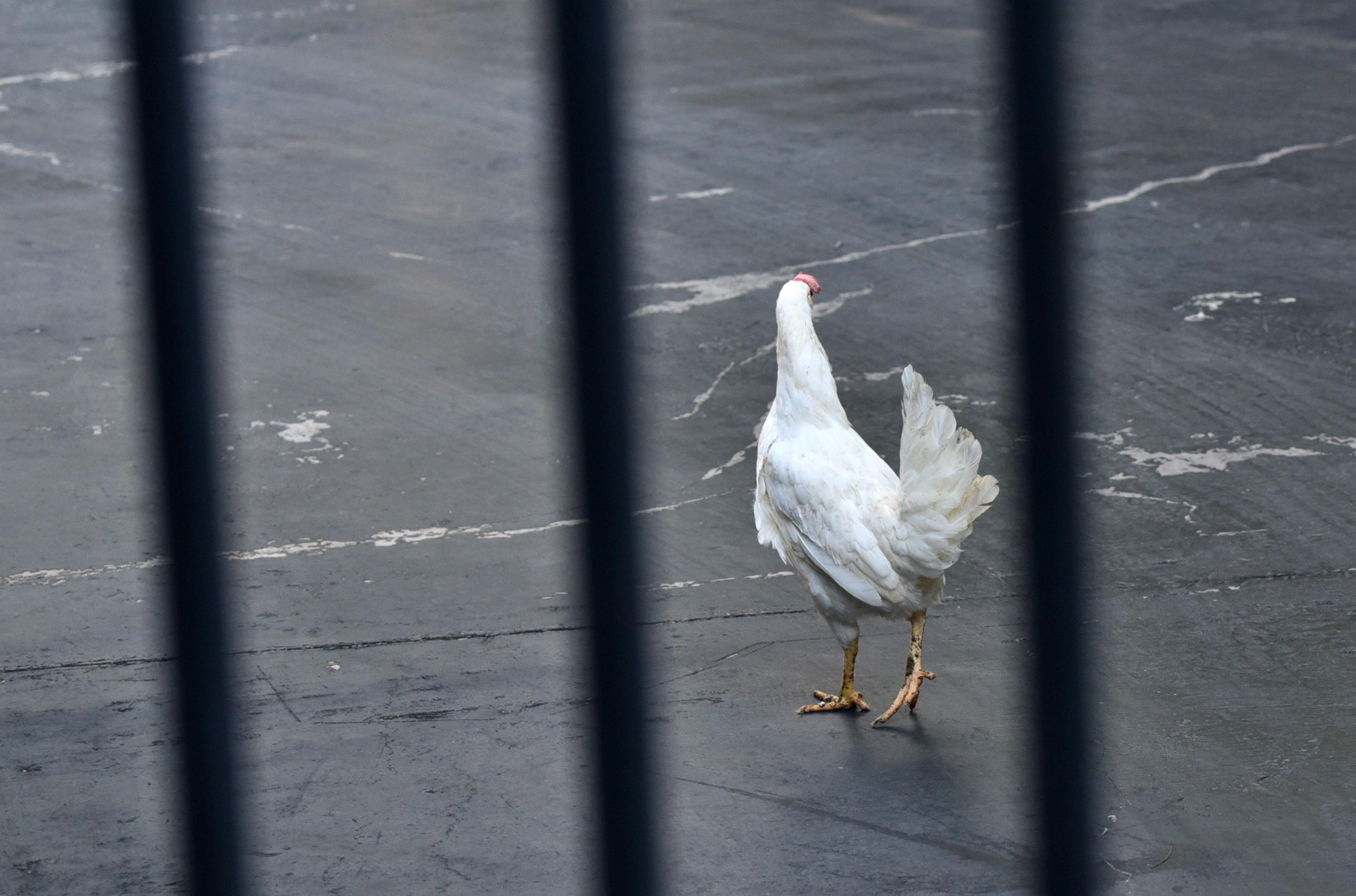 Πέταξε κότα στο Μέγαρο Μαξίμου σε ένδειξη διαμαρτυρίας