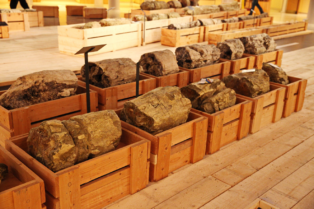 Η Ιστορία του απολιθωμένου δάσους Λέσβου στο Ίδρυμα Ευγενίδου