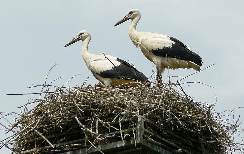 Πελαργοί ξεχειμωνιάζουν σε χωματερές αντί να μεταναστεύουν