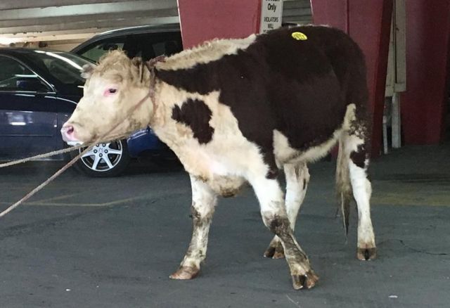 Ν.Υόρκη: Αγελάδα επί σφαγήν τό’ σκασε και πήρε άσυλο ως Φρέντι Μέρκιουρι