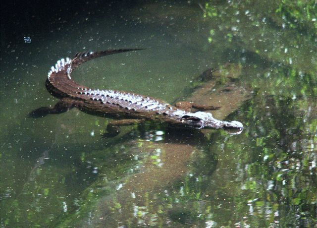 Κροκόδειλος σε αυλή σπιτιού στη Φλόριντα