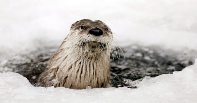 Μια ενυδρίδα έχασε τη ζωή της και οι υποψίες πέφτουν σε ένα… παντελόνι