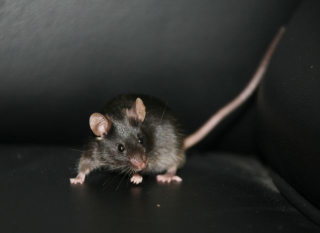 Τα ποντίκια έφαγαν τα σχέδια των σηράγγων των Βρυξελλών