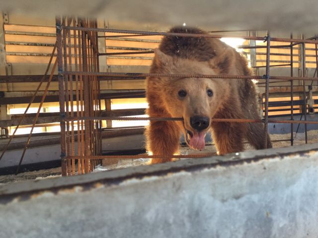 Τρία αρκουδάκια από την Αλβανία στο καταφύγιο του «Αρκτούρου»