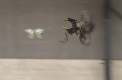 Βίντεο: Εκπαιδευμένοι αετοί καταρρίπτουν ύποπτα drone