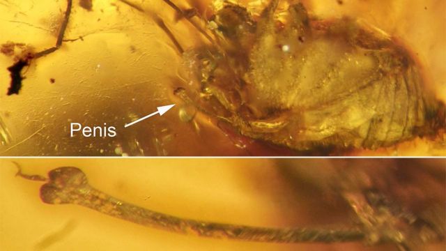 Η στύση των 99 εκατομμυρίων ετών