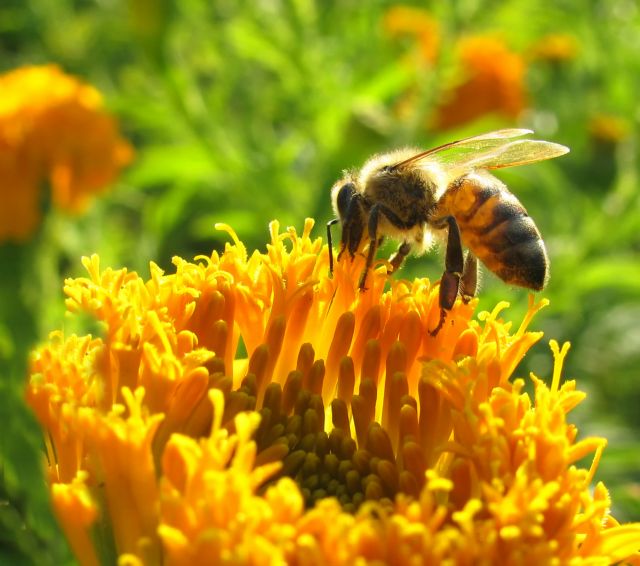 Το παγκόσμιο εμπόριο αιτία πανδημίας στις μέλισσες