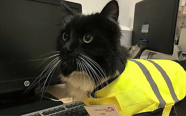 Η γάτα Φίλιξ πήρε προαγωγή στον σιδηροδρομικό σταθμό που εργάζεται