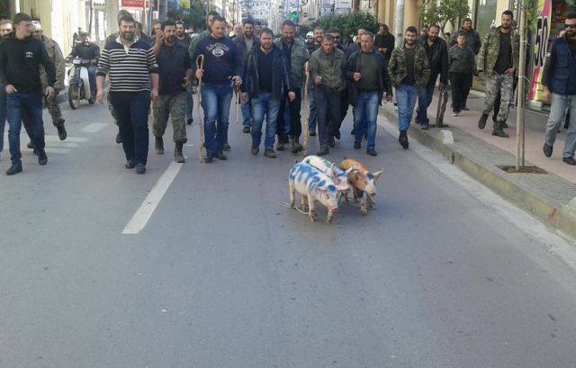 Διαμαρτυρία με κάθε μέσο:Τρακτέρ στη ΔΟΥ, γουρούνια στους δρόμους