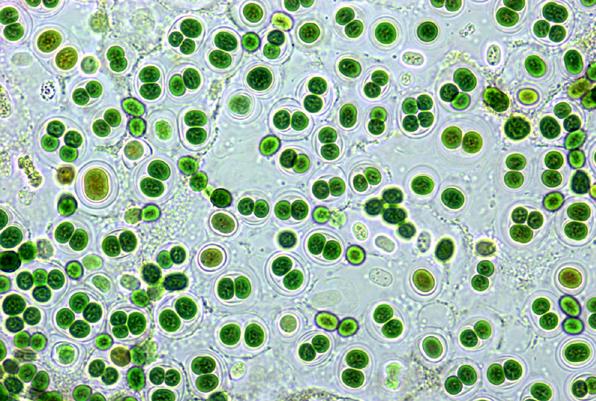 Η πράσινη γλίτσα σάς κοιτάζει