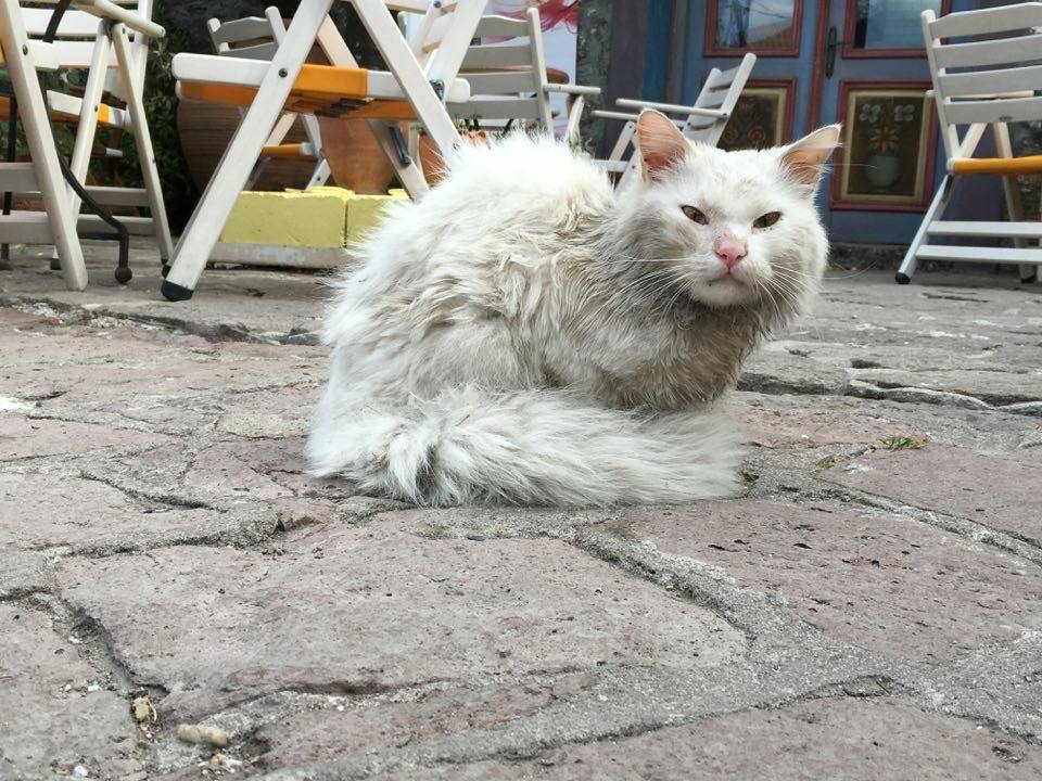 Η «Οδύσσεια» του γάτου πρόσφυγα που χάθηκε στη Λέσβο