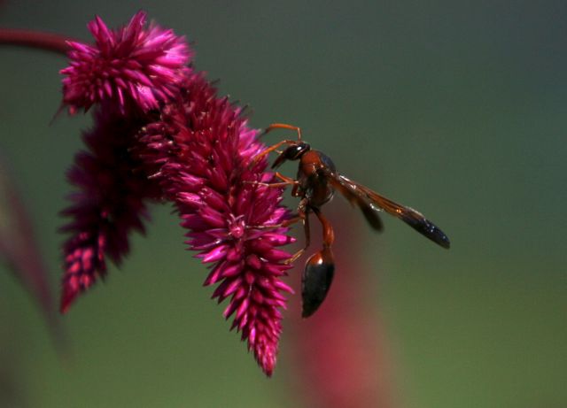 Οι μέλισσες χάνονται, η αγροτική παραγωγή απειλείται