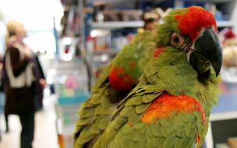 Παπαγάλος πάγωσε το αίμα σε αυστραλή ρεπόρτερ