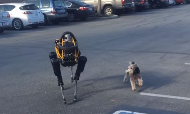 Δύο διάσημοι σκύλοι της Google δεν τα πάνε καλά μεταξύ τους