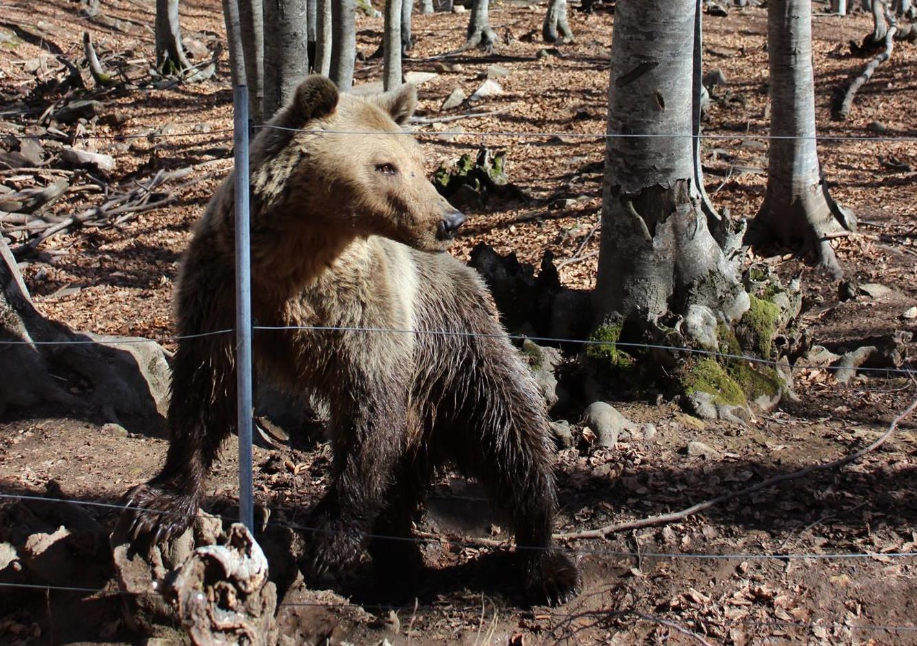 Ξύπνησαν από την πρώτη νάρκη της ζωής τους οι αρκούδες της Θεσσαλονίκης