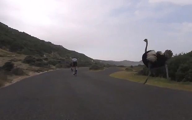 Ποδηλάτες εναντίον στρουθοκαμήλου, σημειώσατε ένα