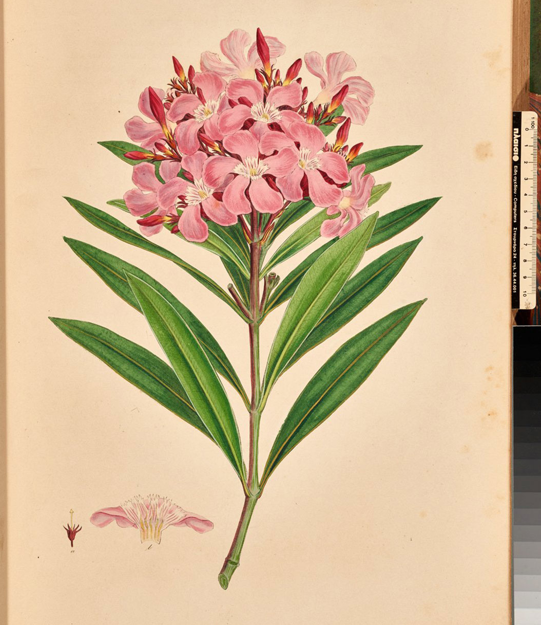 «Flora Graeca»: έκθεση για τη σπάνια ελληνική χλωρίδα