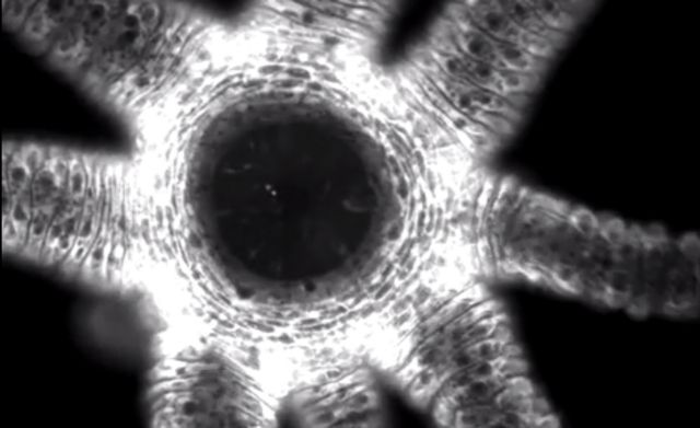 Βίντεο: Στο στόμα της Λερναίας Ύδρας