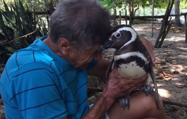Βραζιλία: Πιγκουίνος επιστρέφει κάθε χρόνο στον άνθρωπο που τον έσωσε
