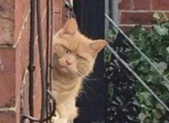 Αυτή η γάτα δεν μοιάζει να συμπαθεί ιδιαίτερα τους γείτονές της