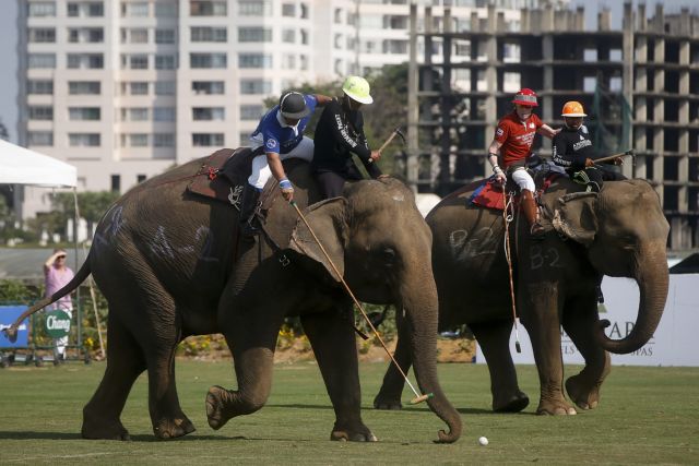 Ελέφαντες στο χορτάρι σε ένα διαφορετικό τουρνουά πόλο