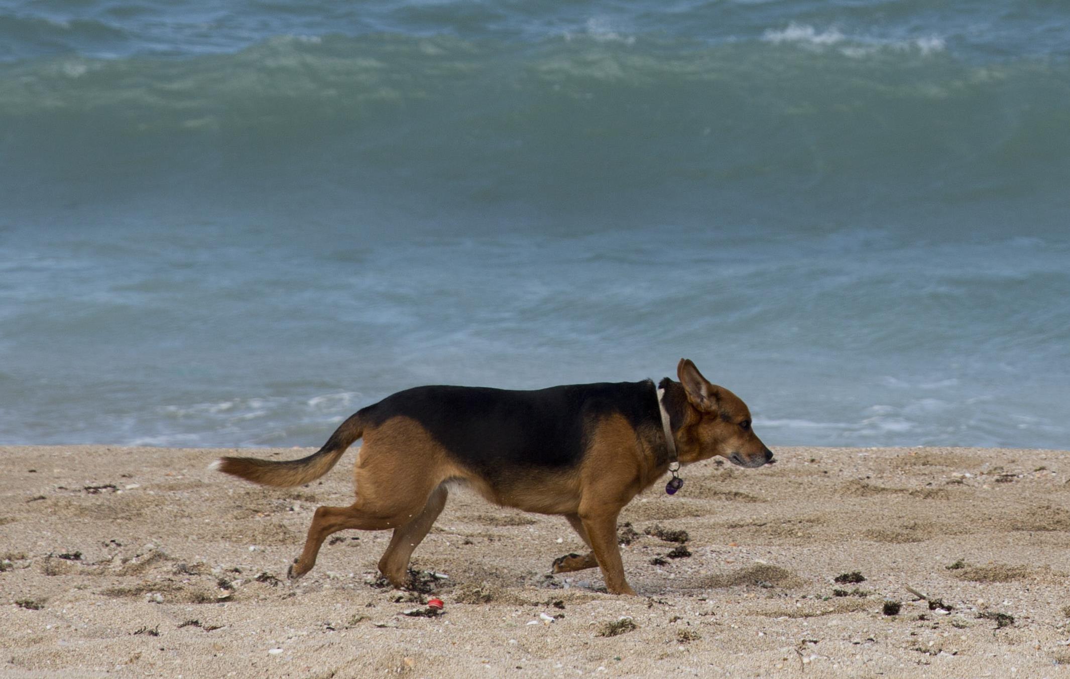 Σκυλίτσα ναυαγός παρέμεινε πέντε εβδομάδες σε έρημο νησί