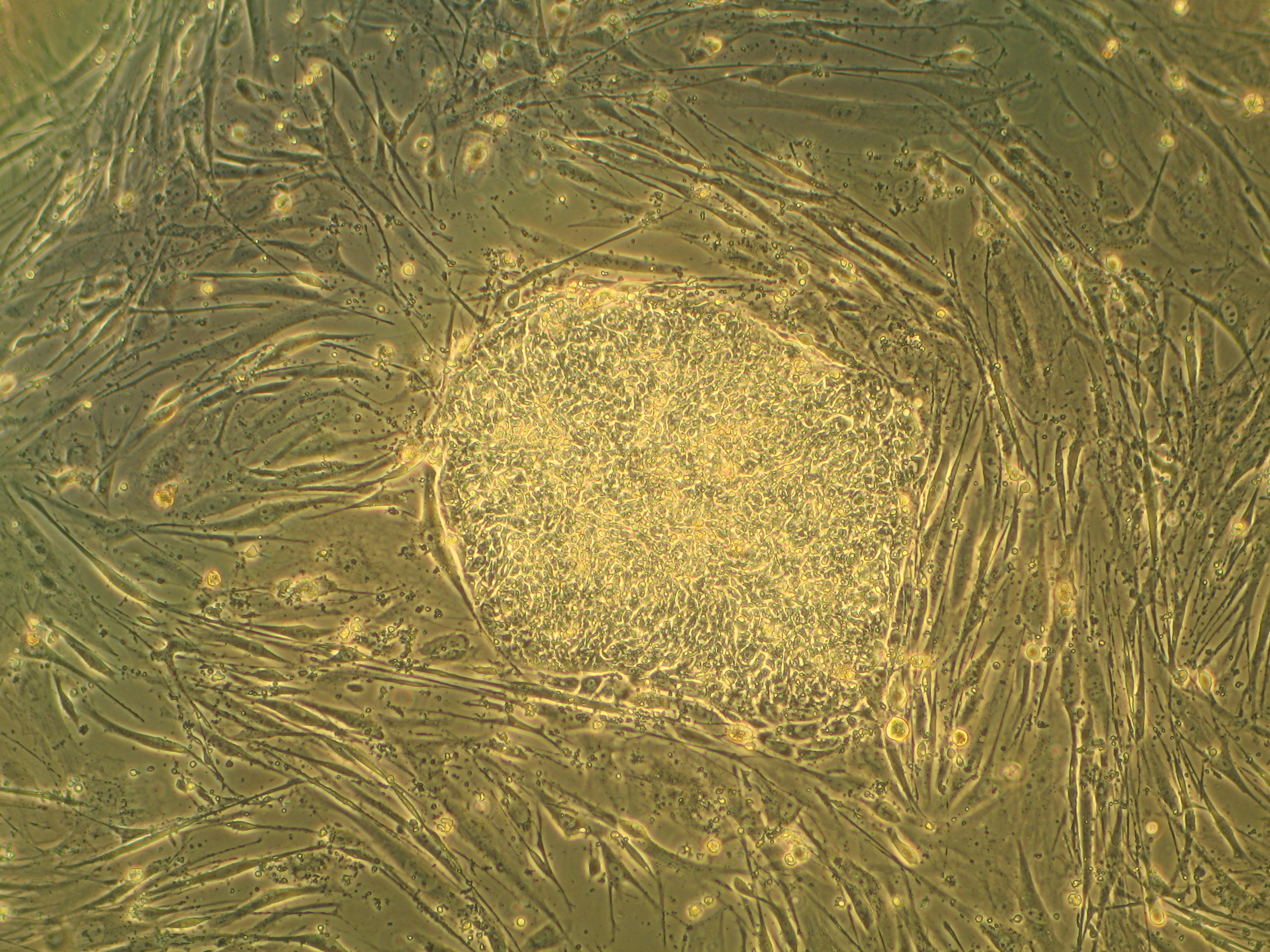 Δημιουργία ανθρωπίνων βλαστικών κυττάρων από μισό γονιδίωμα