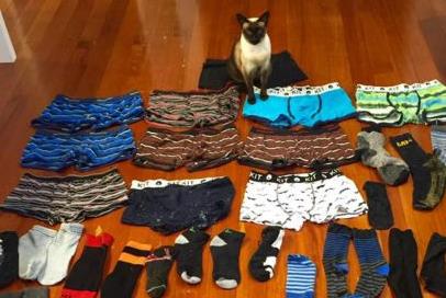 Γάτα κλέβει τα εσώρουχα των ανδρών της γειτονιάς