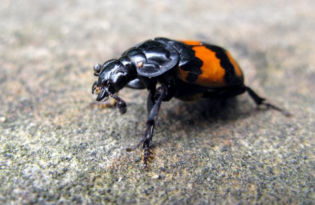Η φερομόνη που λέει «όχι απόψε αγάπη μου»