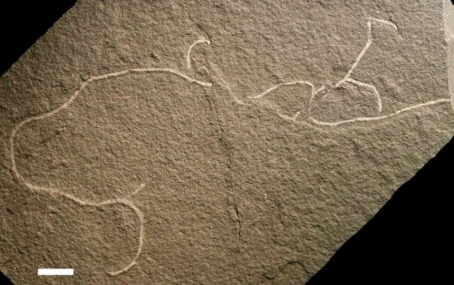 Δύο από τους πρώτους ευκαρυωτικούς οργανισμούς