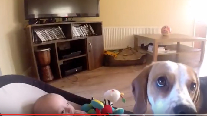 Σκύλος κλέβει παιχνίδια μωρού, μωρό κλαίει, σκύλος επανορθώνει